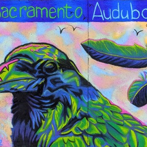 2022-sq40-by-Dawn-Pedersen-for-Sacramento-Audubon-Society