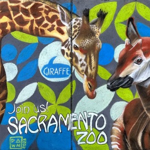sq41-by-Dawn-Pederson-for-Sacramento-Zoo