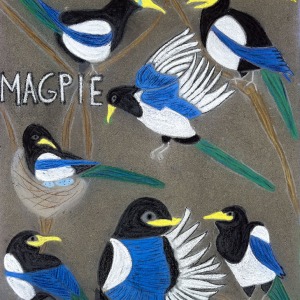 sq66-for-Magpie
