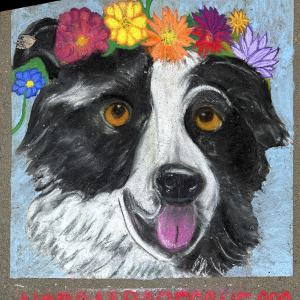 2024-sq39-by-Wendy-Cypert-for-Northern-California-Border-Collie-Rescue-Adoptions